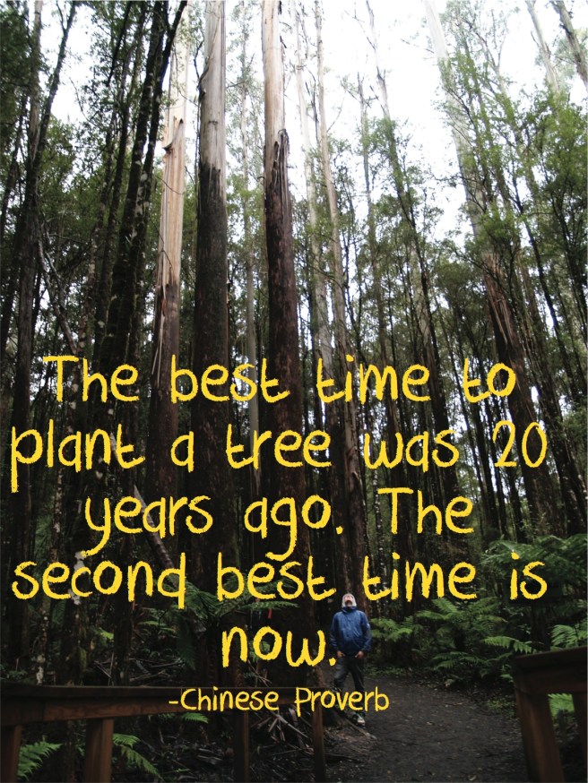 Plant a tree qoute